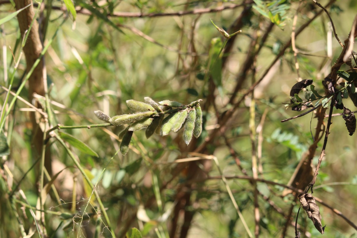 Neonotonia wightii (Wight & Arn.) J.A.Lackey